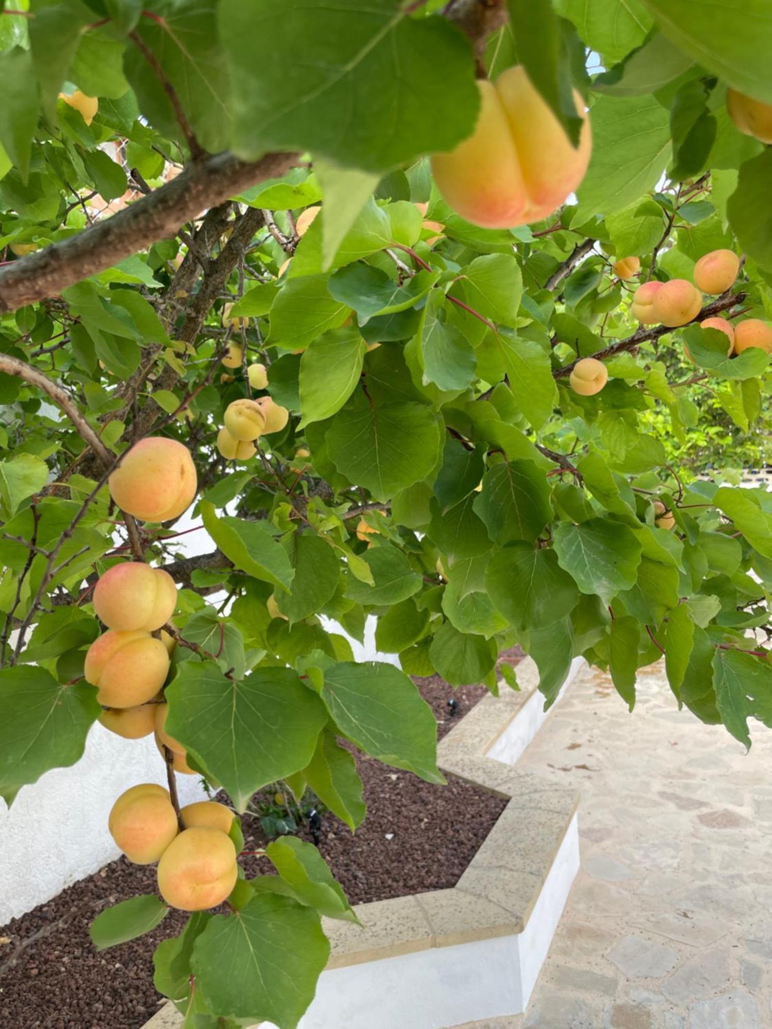 Fenomenale Villa Met Groot Prive Zwembad Casa Merle Denia Εξωτερικό φωτογραφία